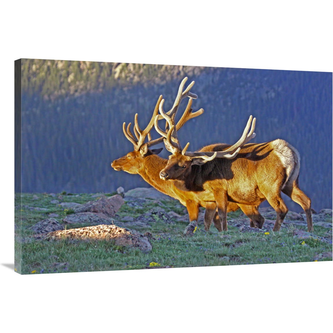 Bull Elks at Sunrise-Canvas Art-40&quotx26.8"