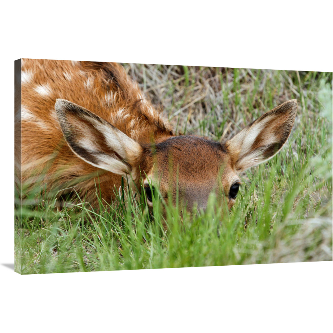 Hiding in the Grass-Canvas Art-40&quotx26.8"