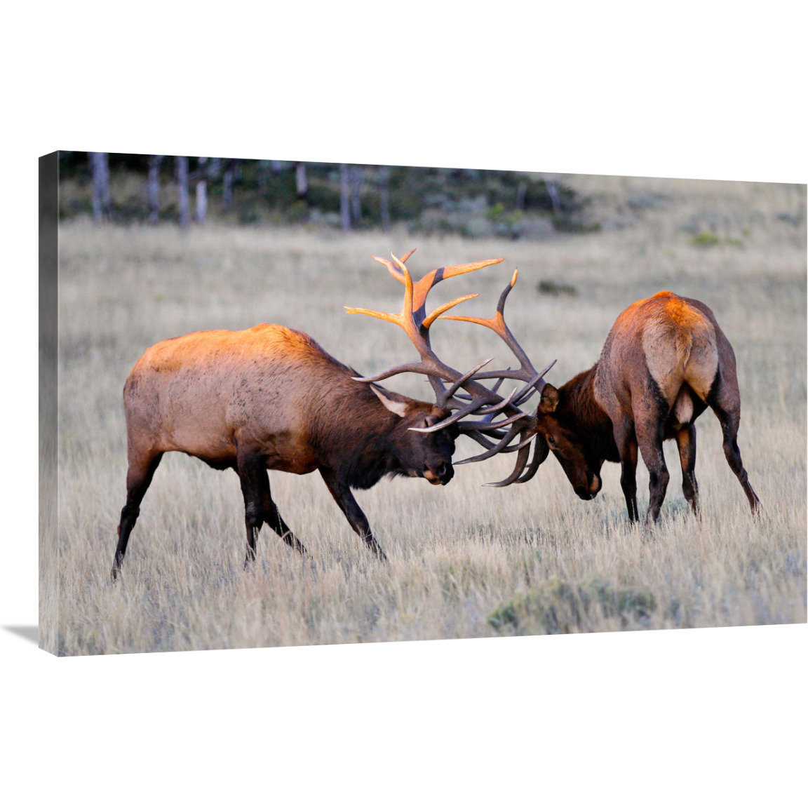 Elk Duel at Sunrise-Canvas Art-36&quotx23.4"