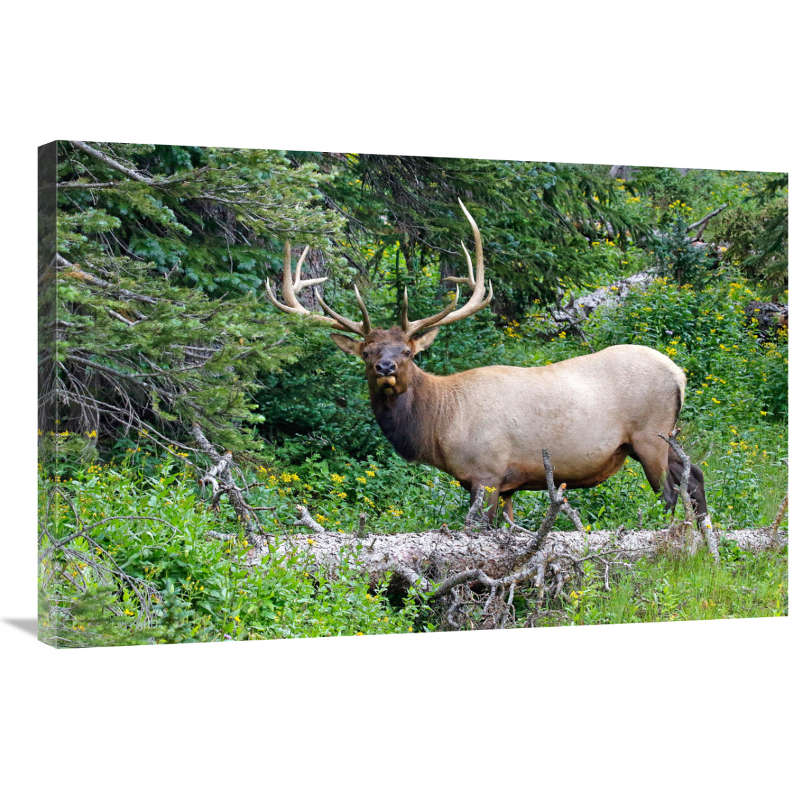 Ready to Run-Canvas Art-36&quotx24.12"