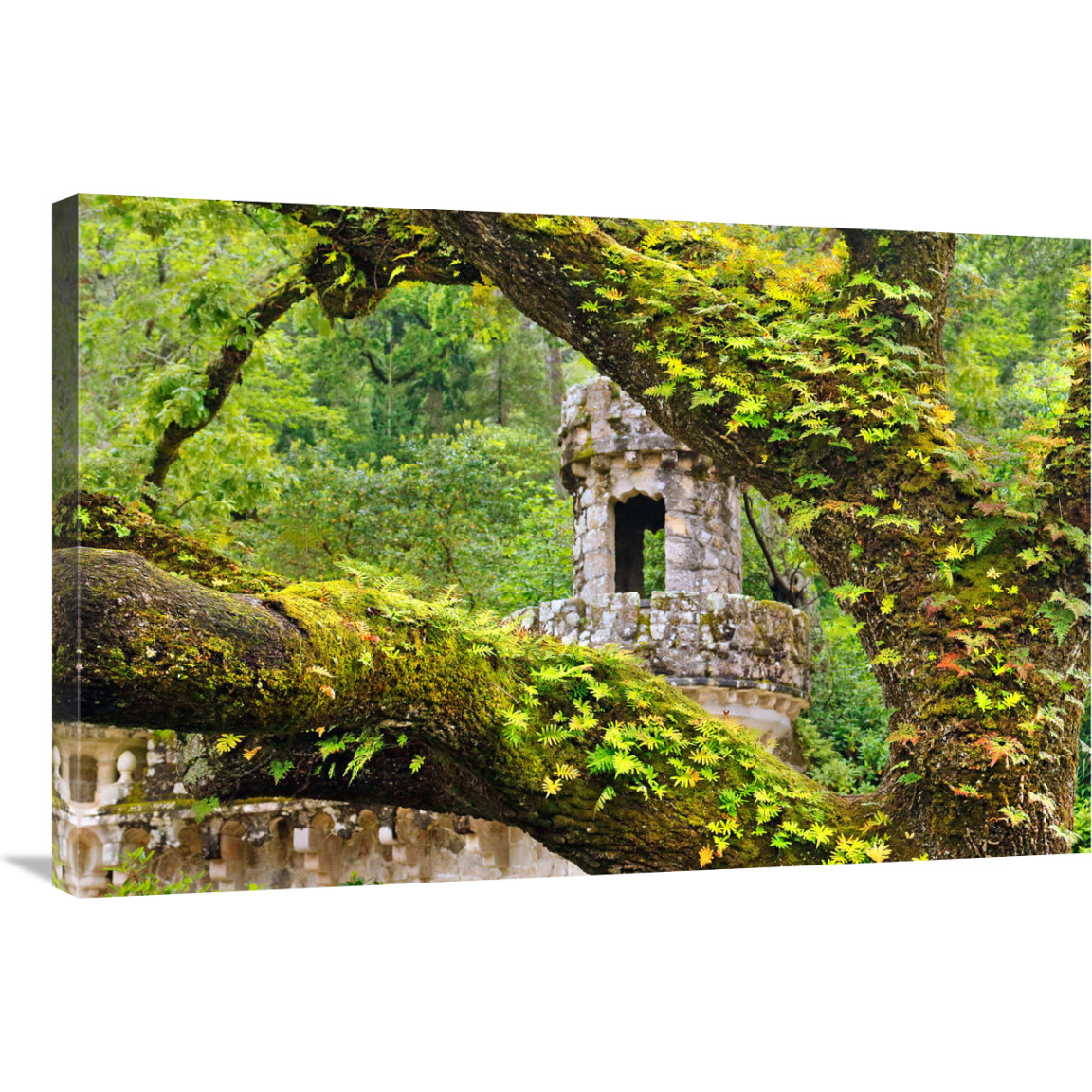 Enchanted Forest-Canvas Art-36&quotx24.12"