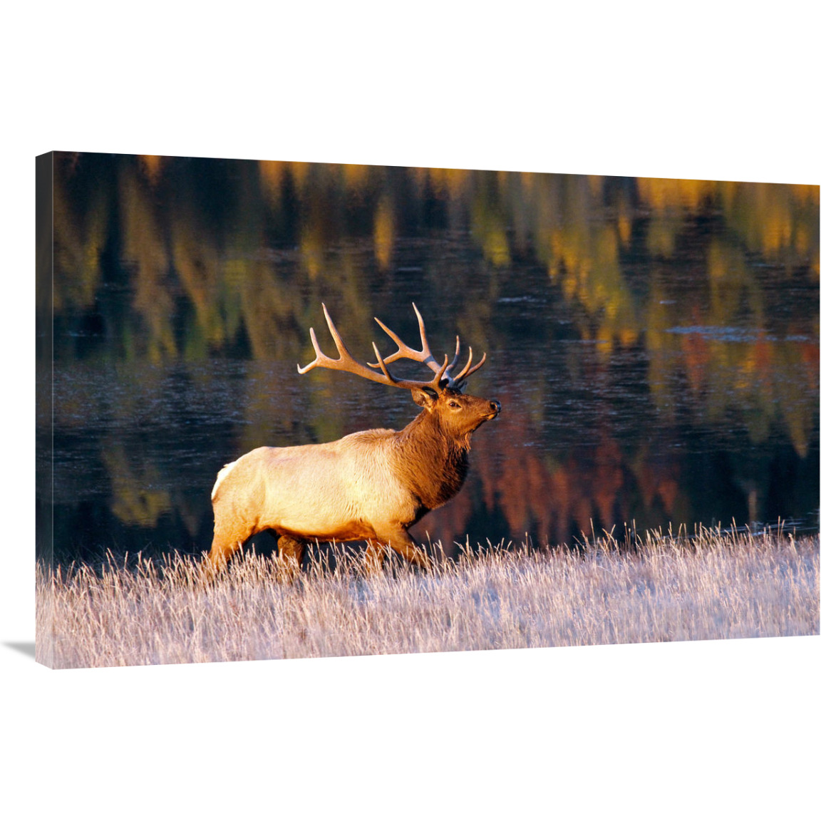 Fall Reflections-Canvas Art-40&quotx26"