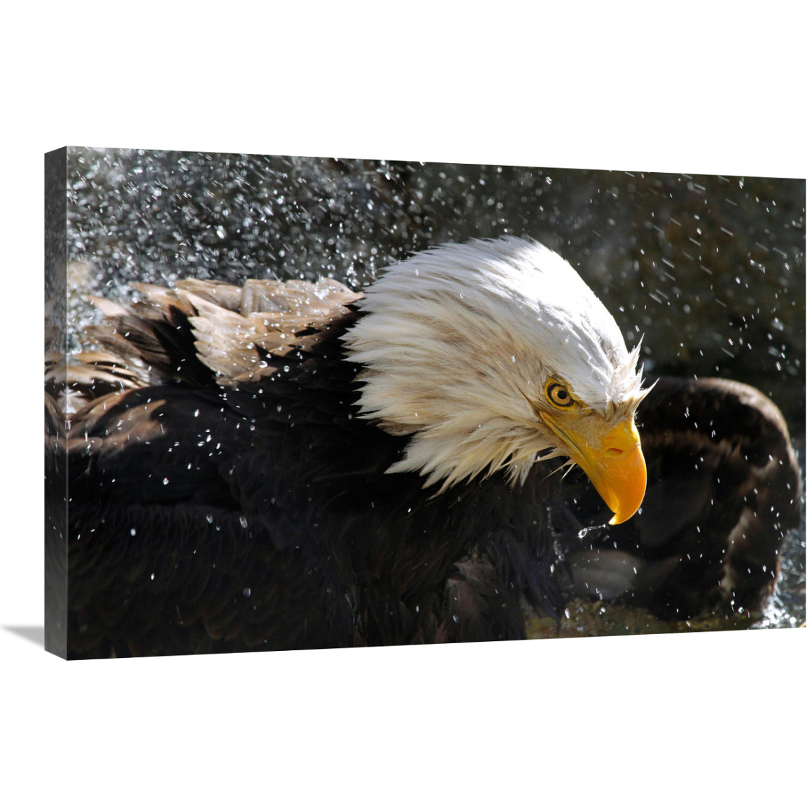 Bald Eagle Fisherman-Canvas Art-30&quotx20.1"
