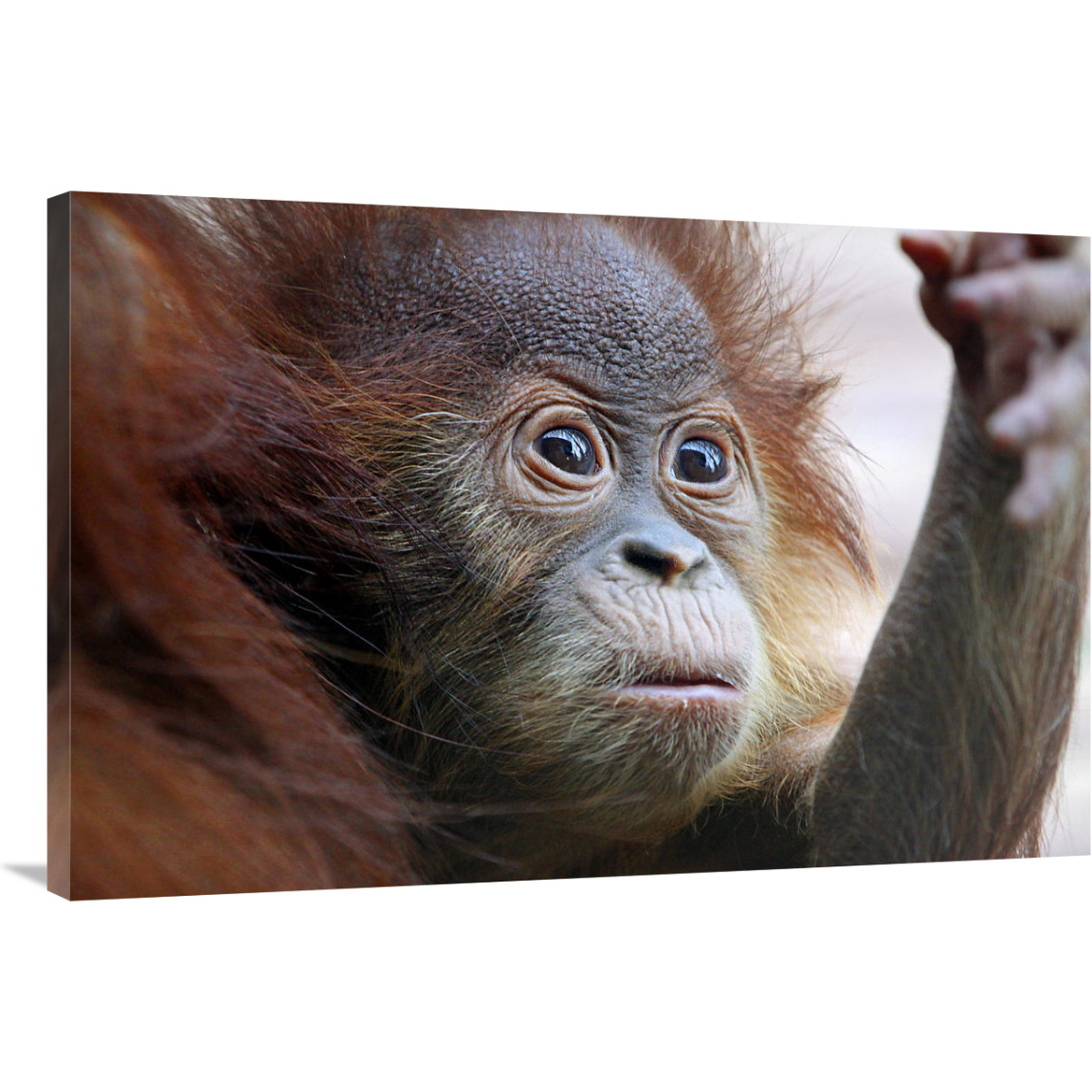 Orangutan Baby-Canvas Art-40&quotx26.8"