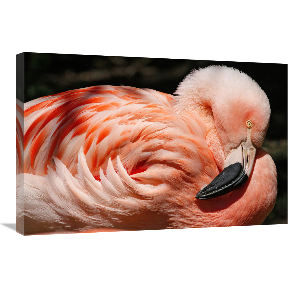 Flamingo-Canvas Art-30&quotx20.1"