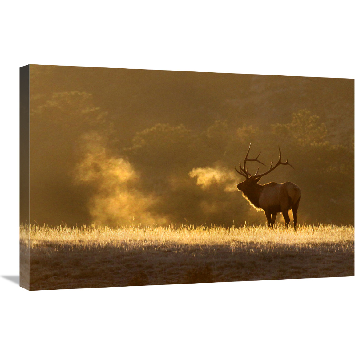 Frosty Morning Bull Elk-Canvas Art-30&quotx20.1"