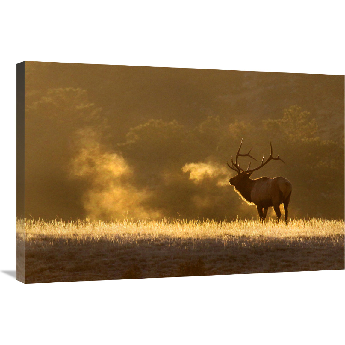 Frosty Morning Bull Elk-Canvas Art-36&quotx24.12"