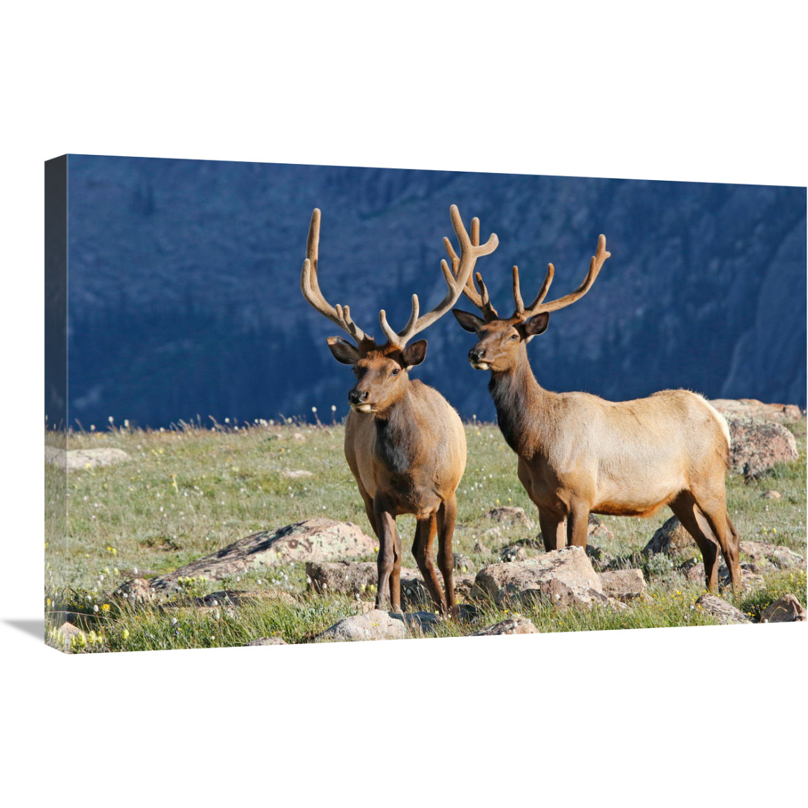 Future Kings-Canvas Art-30&quotx19.5"