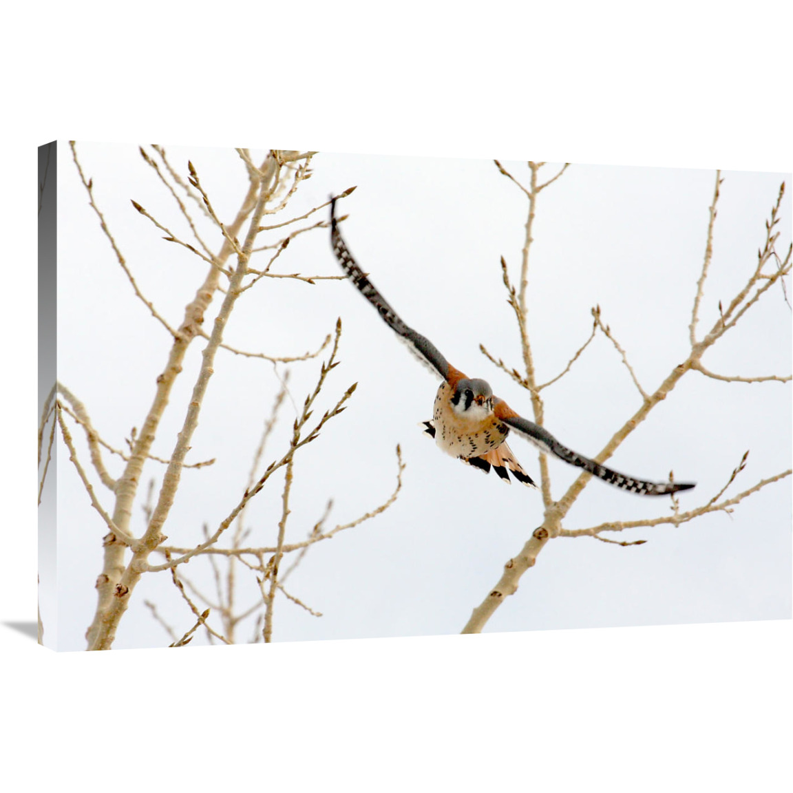 Hawk in Flight-Canvas Art-36&quotx24.12"