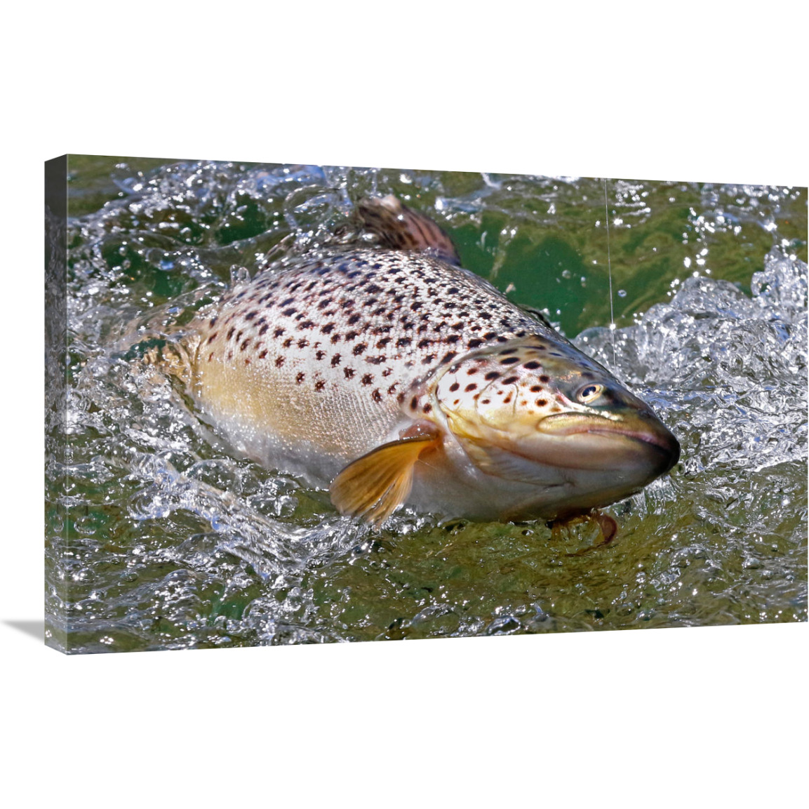 Hooked Brown Trout-Canvas Art-30&quotx19.5"