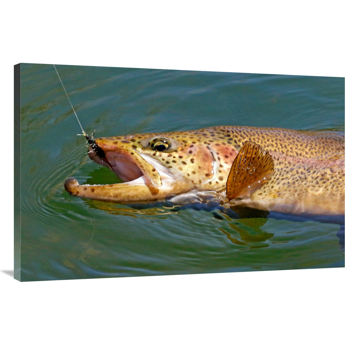 Landed Brown Trout-Canvas Art-44&quotx28.6"