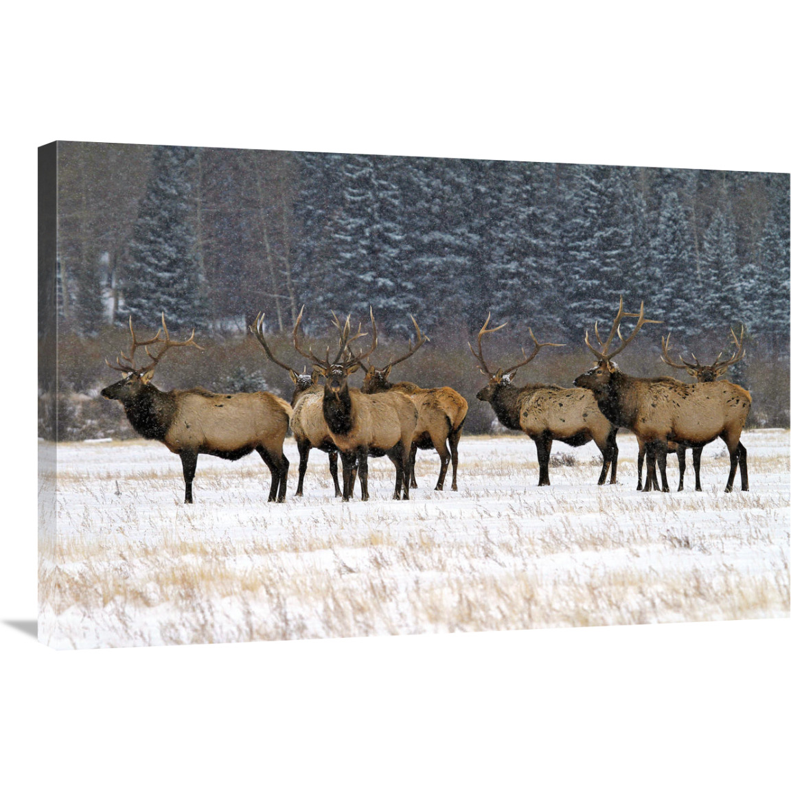The Gathering-Canvas Art-36&quotx24.12"