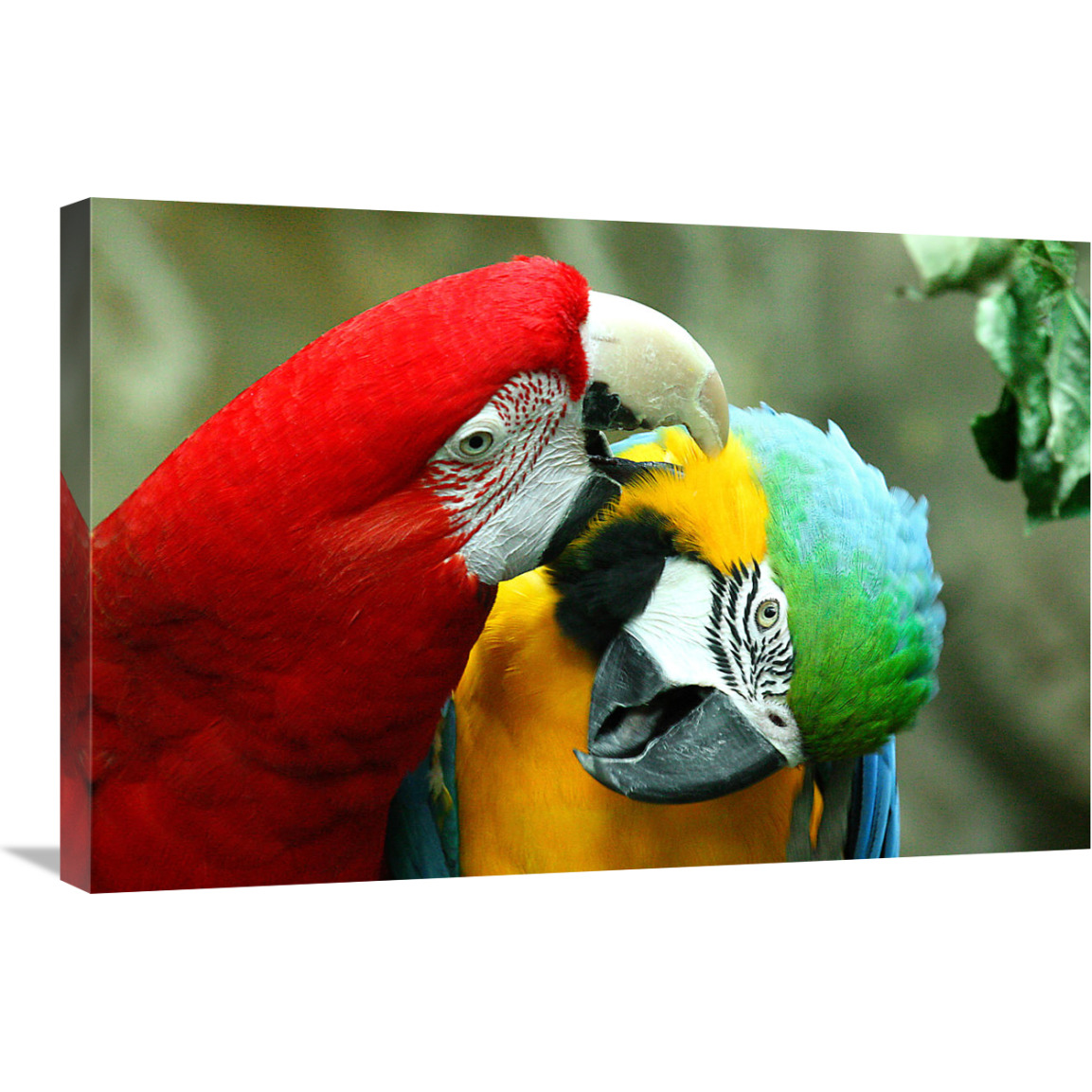 Loving Macaws-Canvas Art-30&quotx20.1"