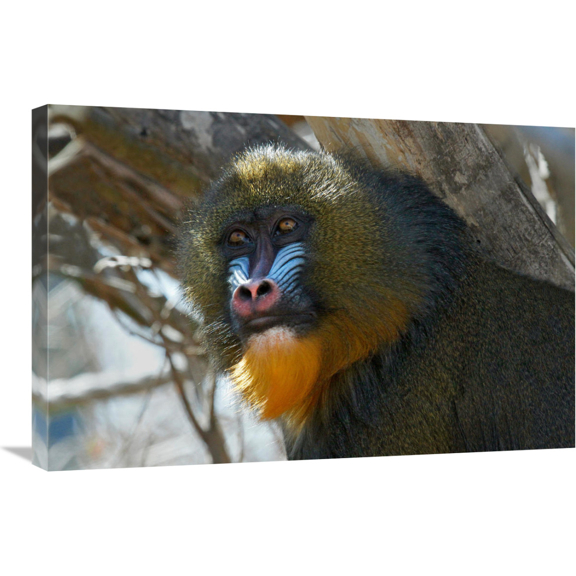 Mandrill-Canvas Art-30&quotx20.1"