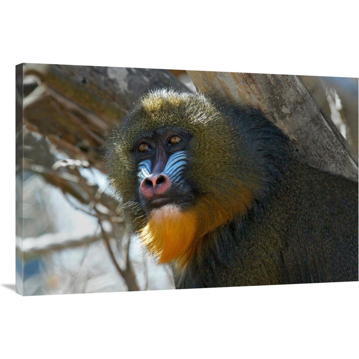 Mandrill-Canvas Art-40&quotx26.8"