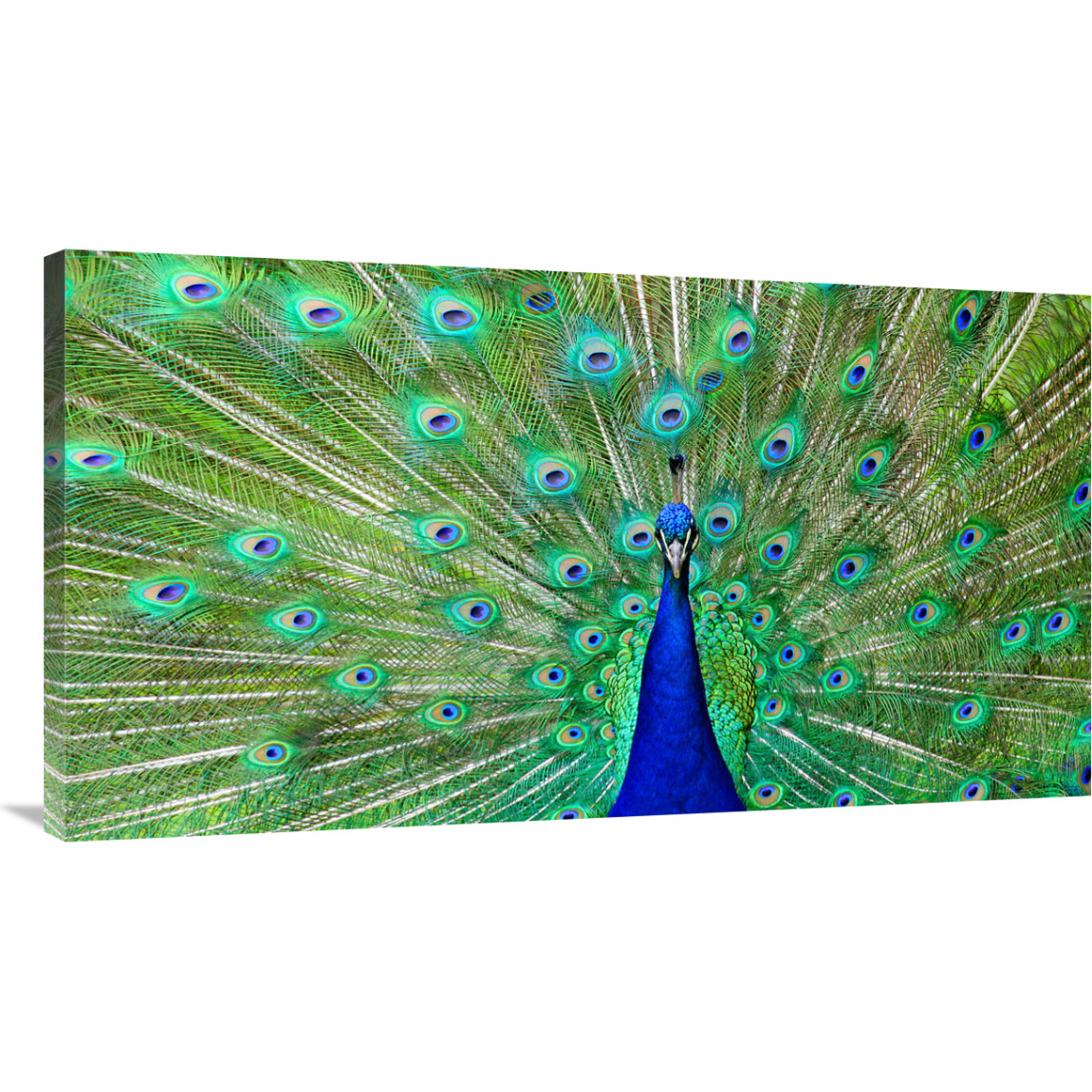 Majestic Peacock I-Canvas Art-44&quotx24.2"