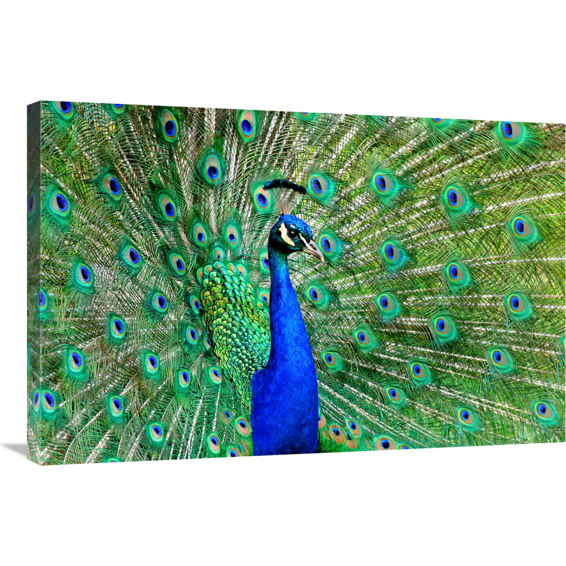 Majestic Peacock II-Canvas Art-36&quotx24.12"