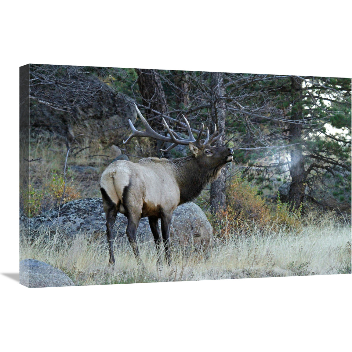 Seeing His Breath-Canvas Art-30&quotx20.1"