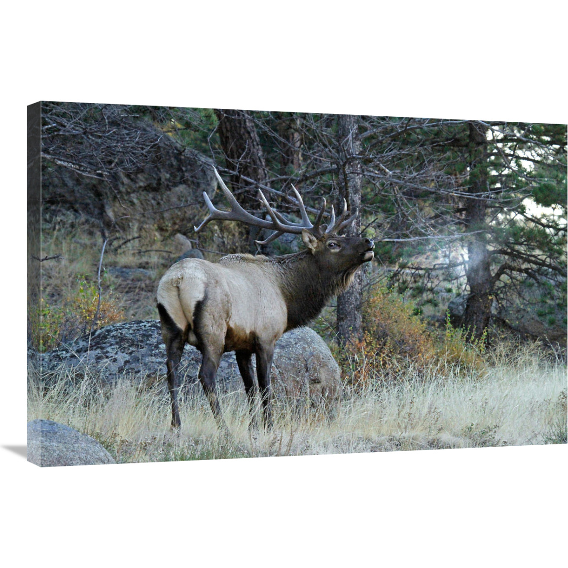Seeing His Breath-Canvas Art-36&quotx24.12"