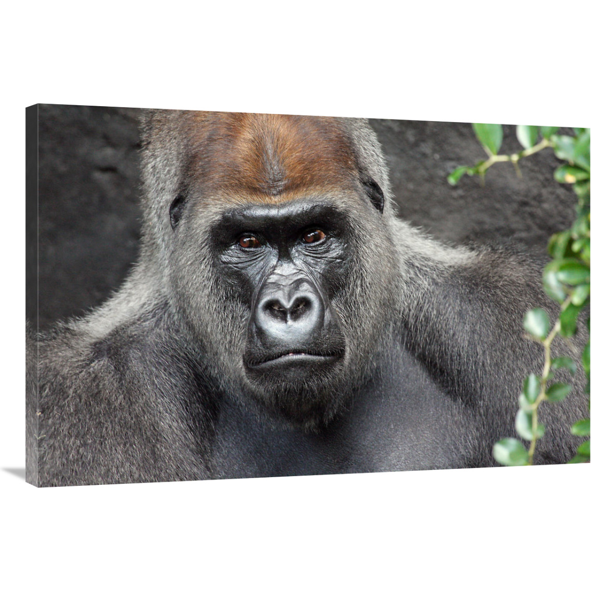 Undisputed King-Canvas Art-40&quotx26.8"