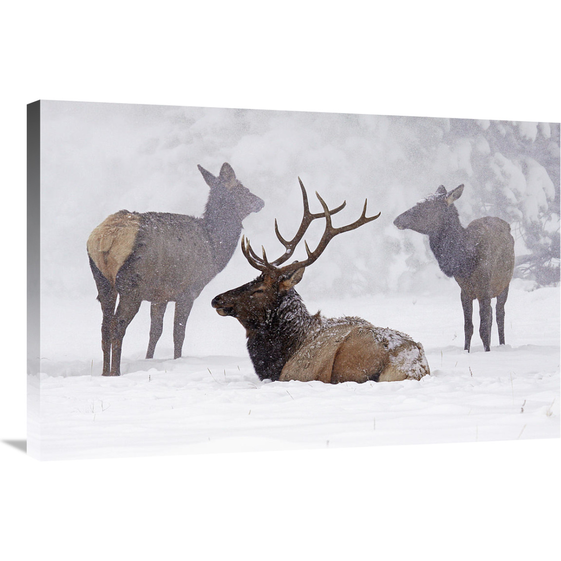 Sitting out the Storm-Canvas Art-36&quotx24.12"