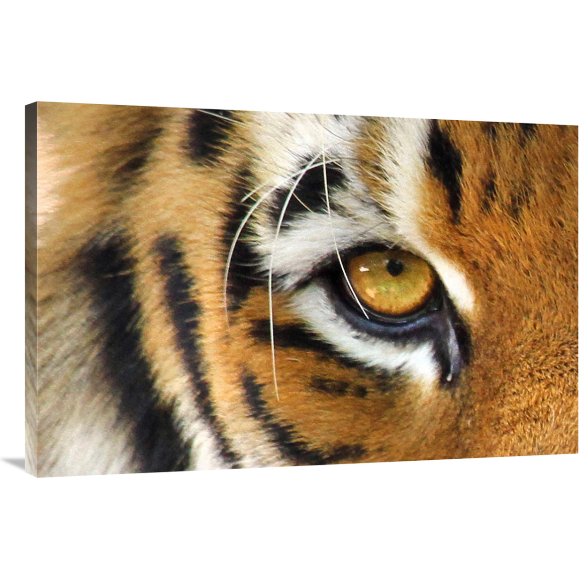 Tiger Eye-Canvas Art-40&quotx26.8"