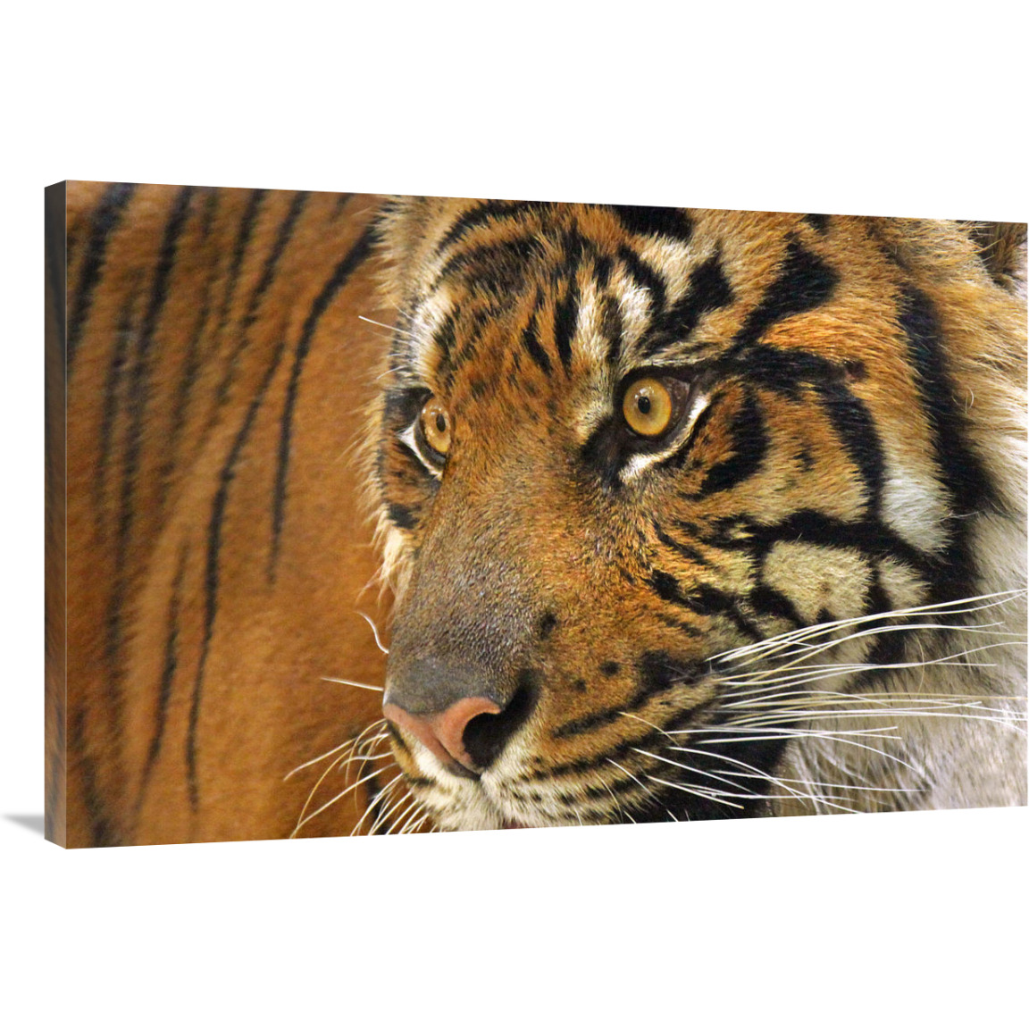 Tiger Cub-Canvas Art-40&quotx26.8"