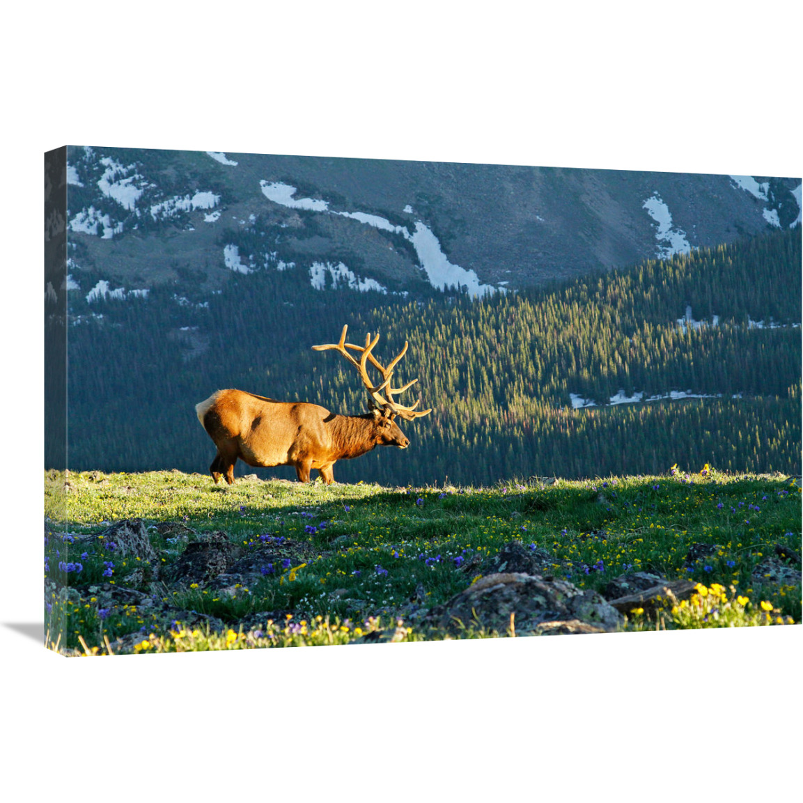 Timberline in Spring-Canvas Art-30&quotx20.1"