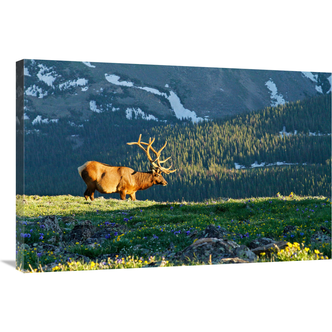 Timberline in Spring-Canvas Art-36&quotx24.12"