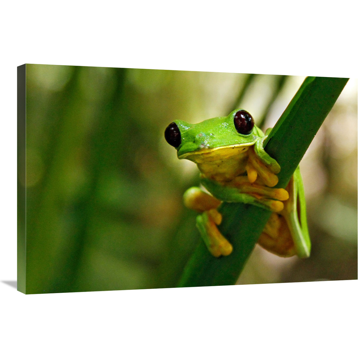 Hang On-Canvas Art-36&quotx24.12"