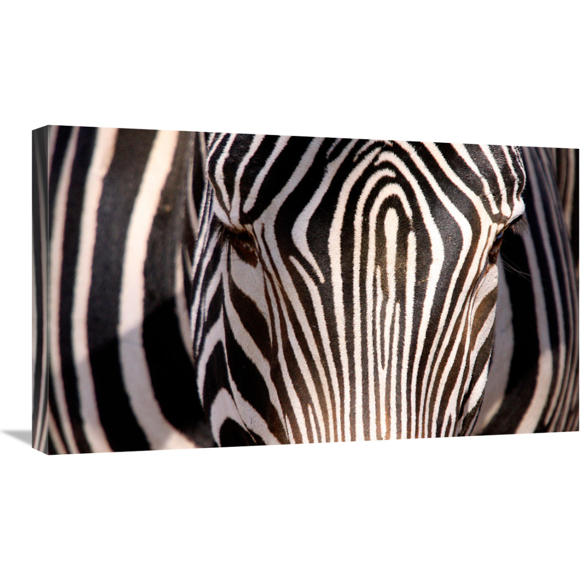 Zebra Head-Canvas Art-30&quotx18"
