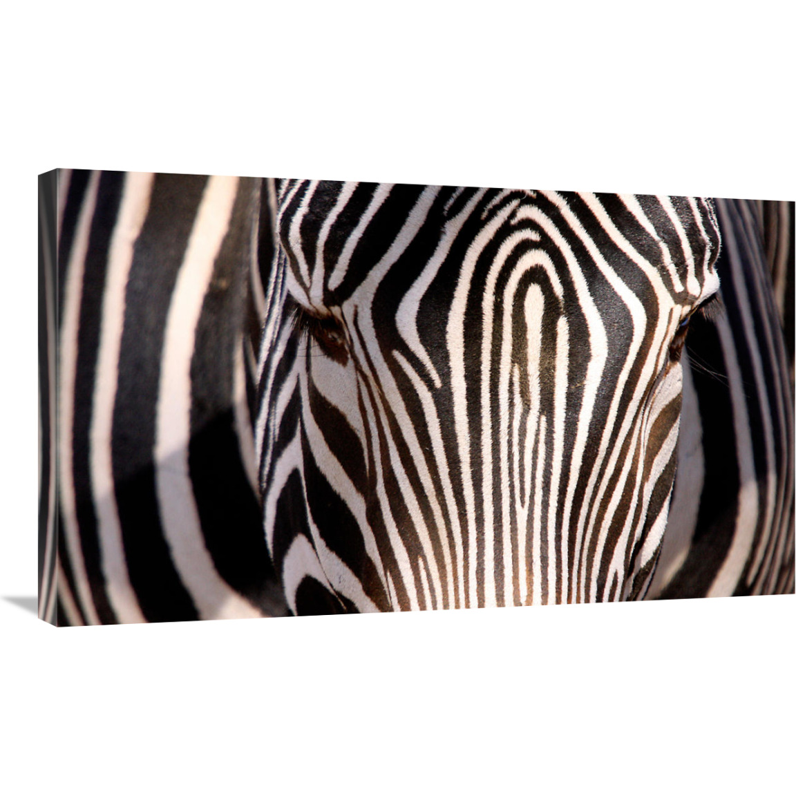 Zebra Head-Canvas Art-36&quotx21.6"