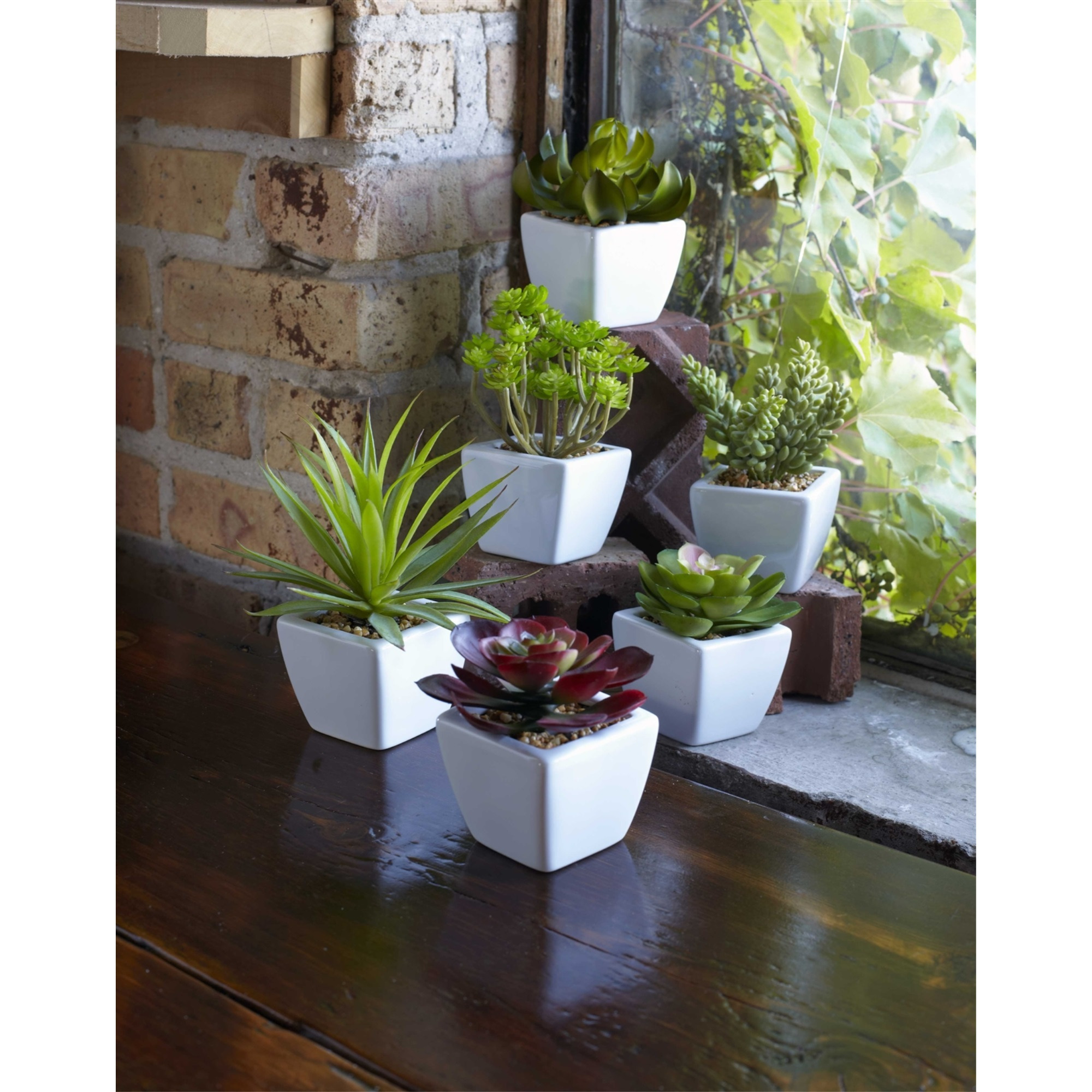 Potted Succulent (Set of 6) 7&quotH Ceramic/Plastic