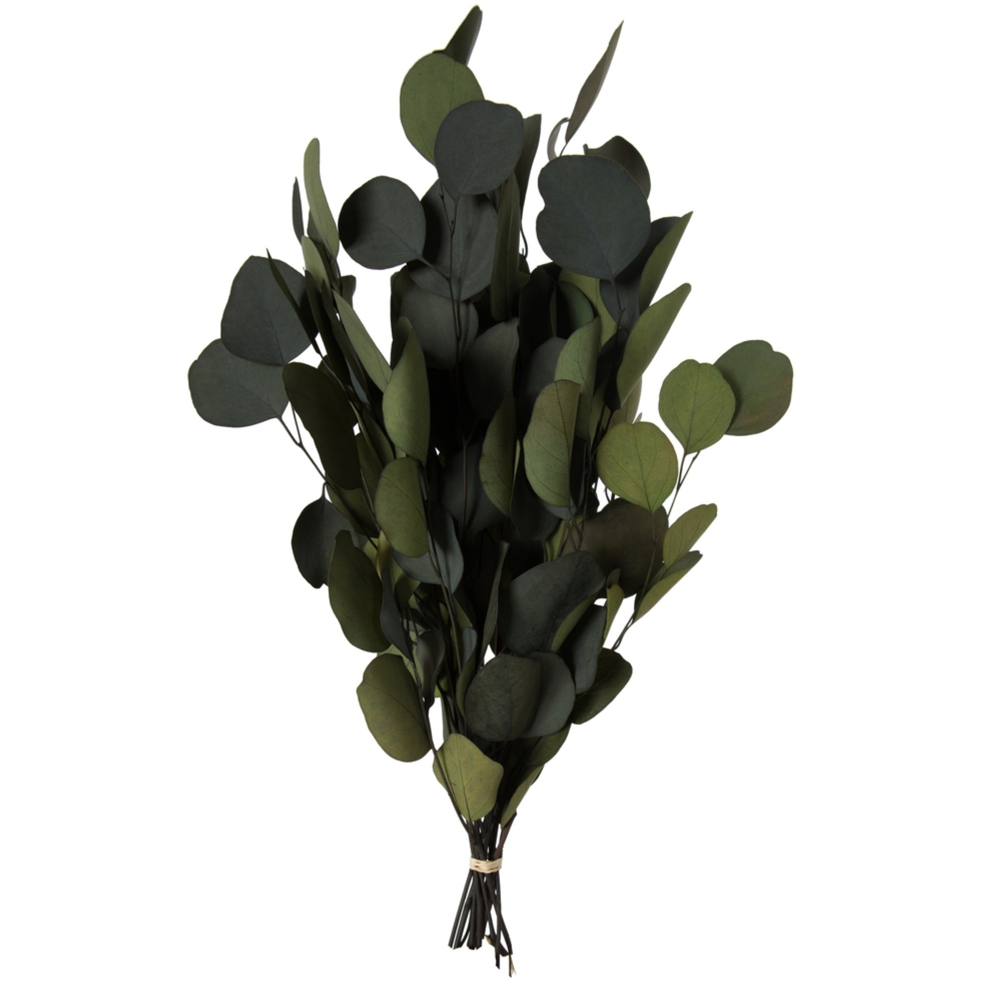18-20&quotx8" Eucalyptus Pop Green 1lb Bunch
