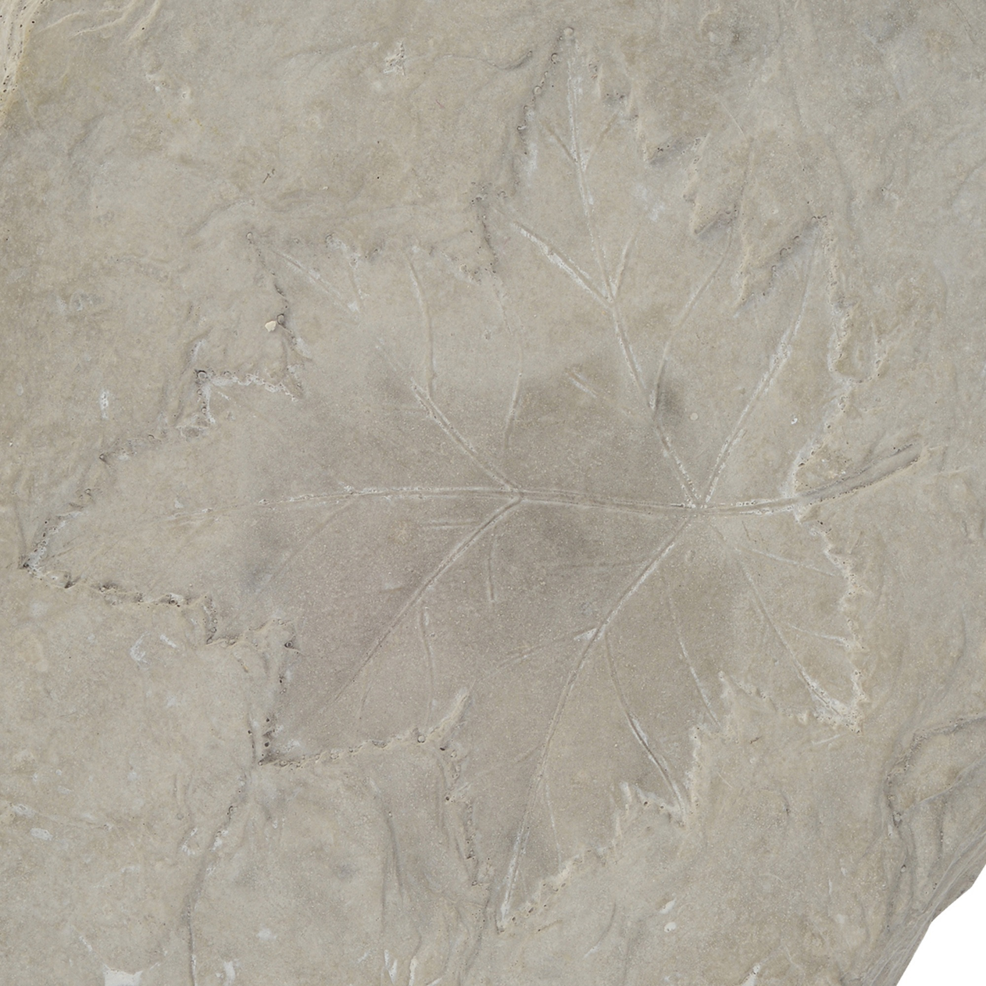 Concrete Fossil Accent Stone with Maple Leaf Imprint, White
