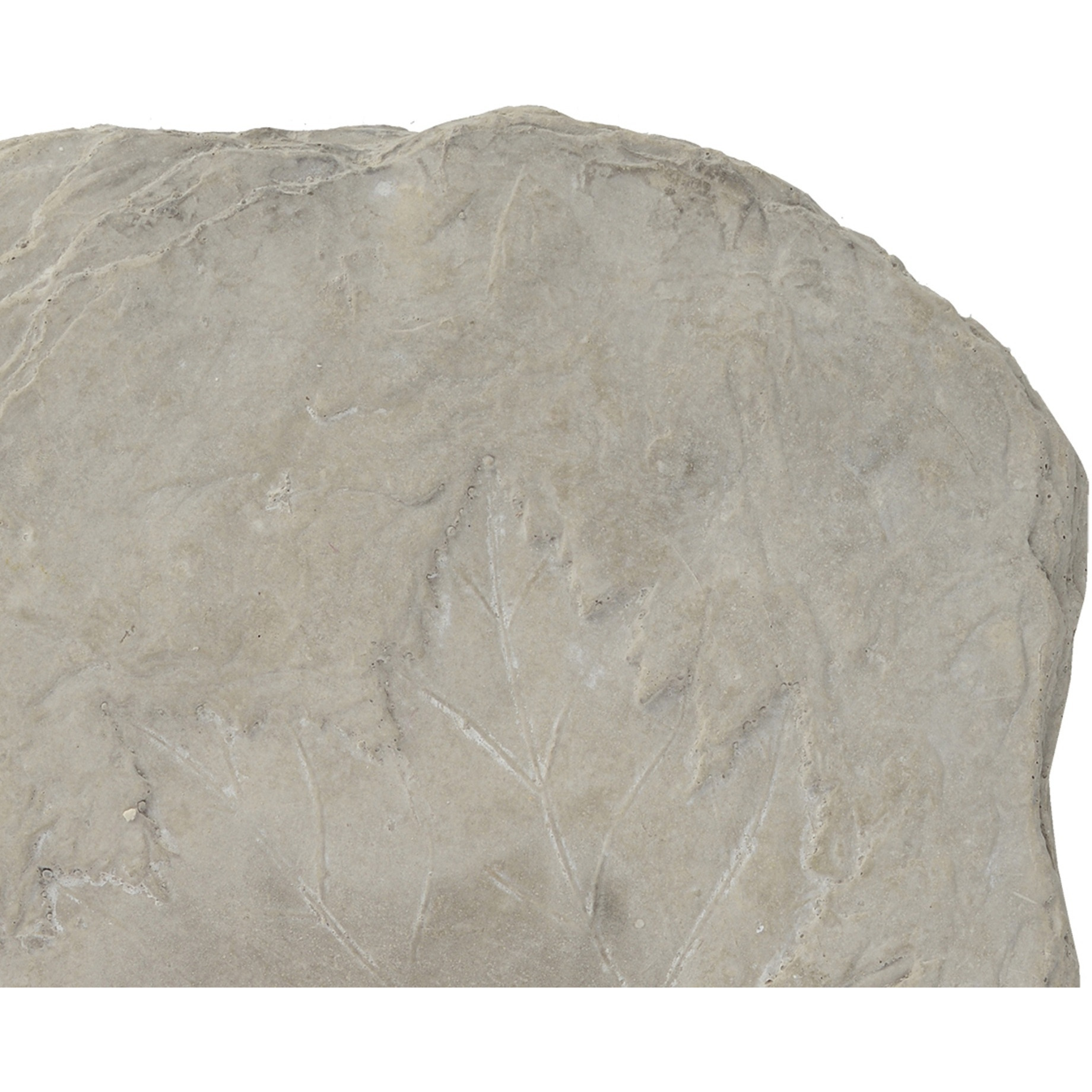 Concrete Fossil Accent Stone with Maple Leaf Imprint, White