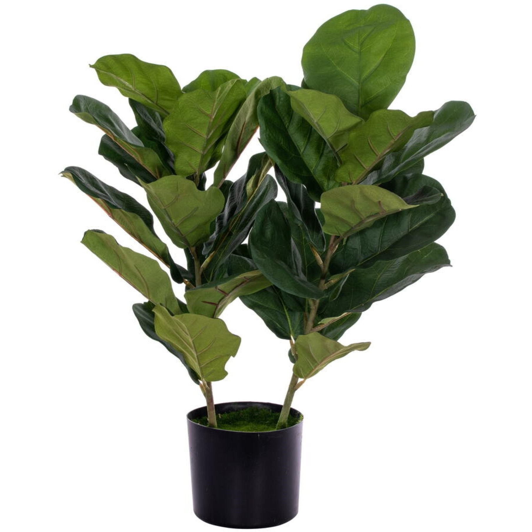 31 Two Stem Green Fiddle Leaf in Woven