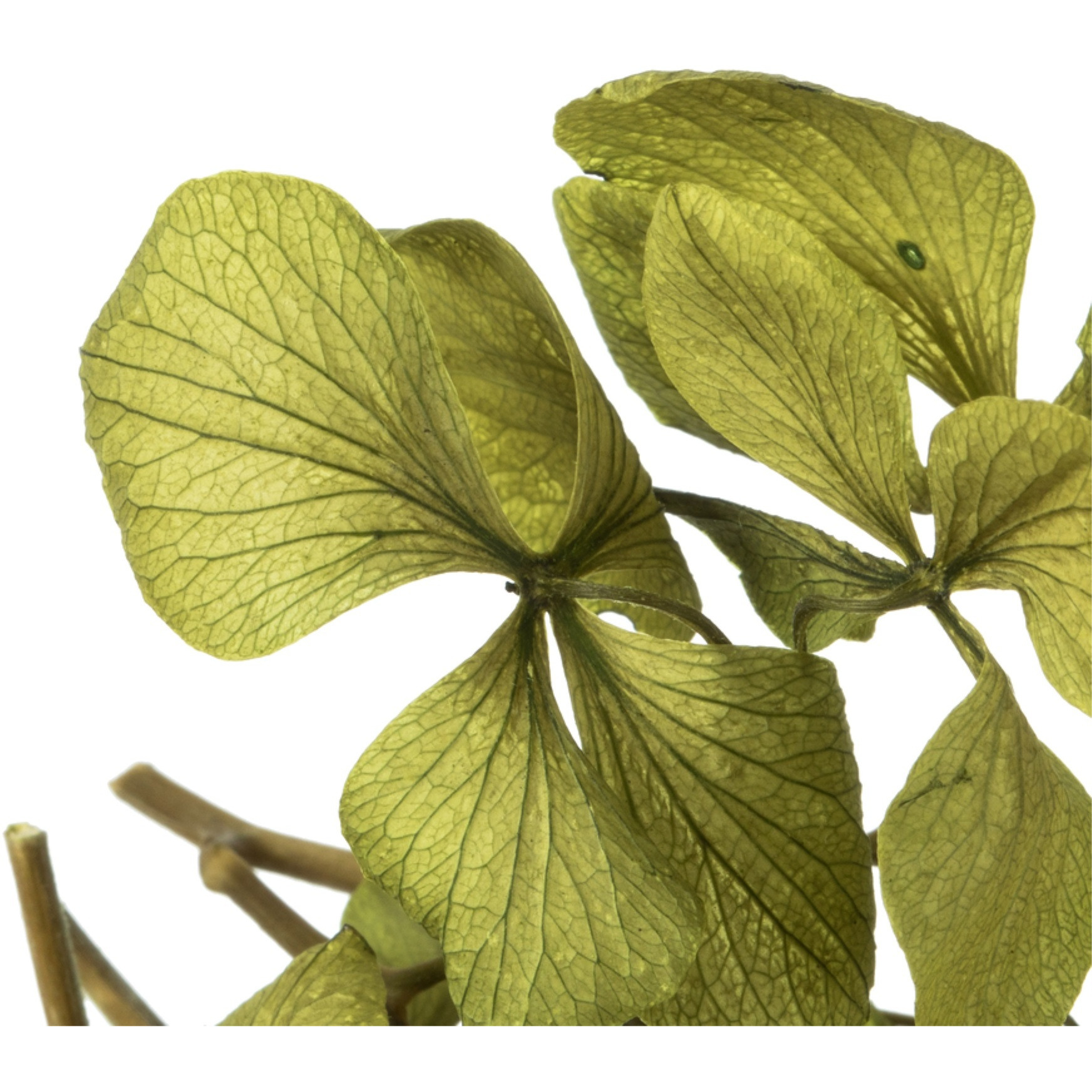 10x3x21" Tray-Basil Hydrangea Pieces