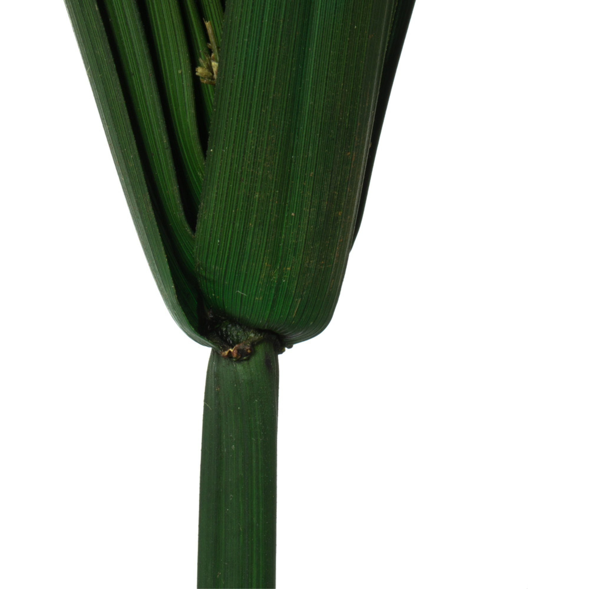 24-30" Green Papyrus 6 Stem Bunch