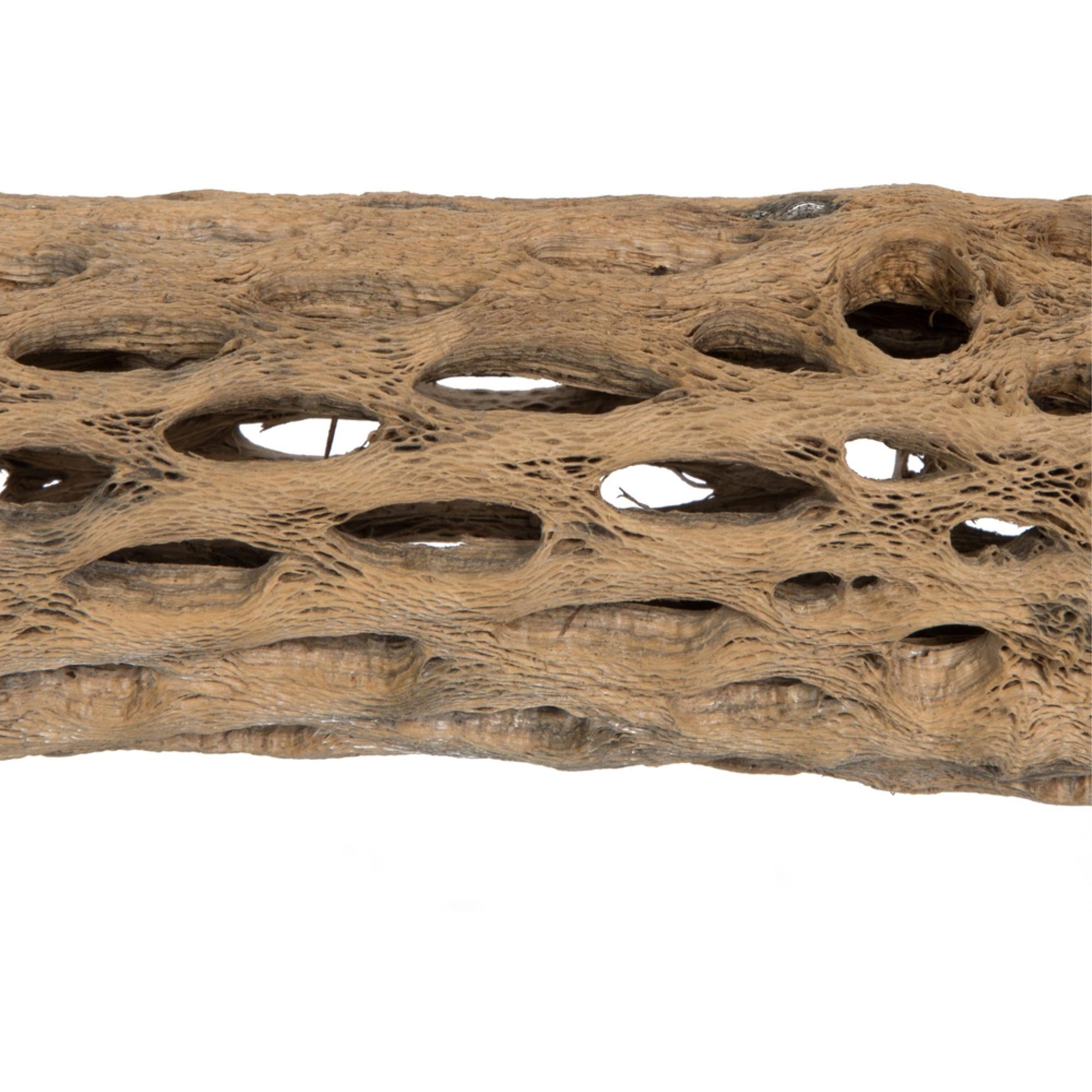 29-35" Cholla Natural - 1Pc