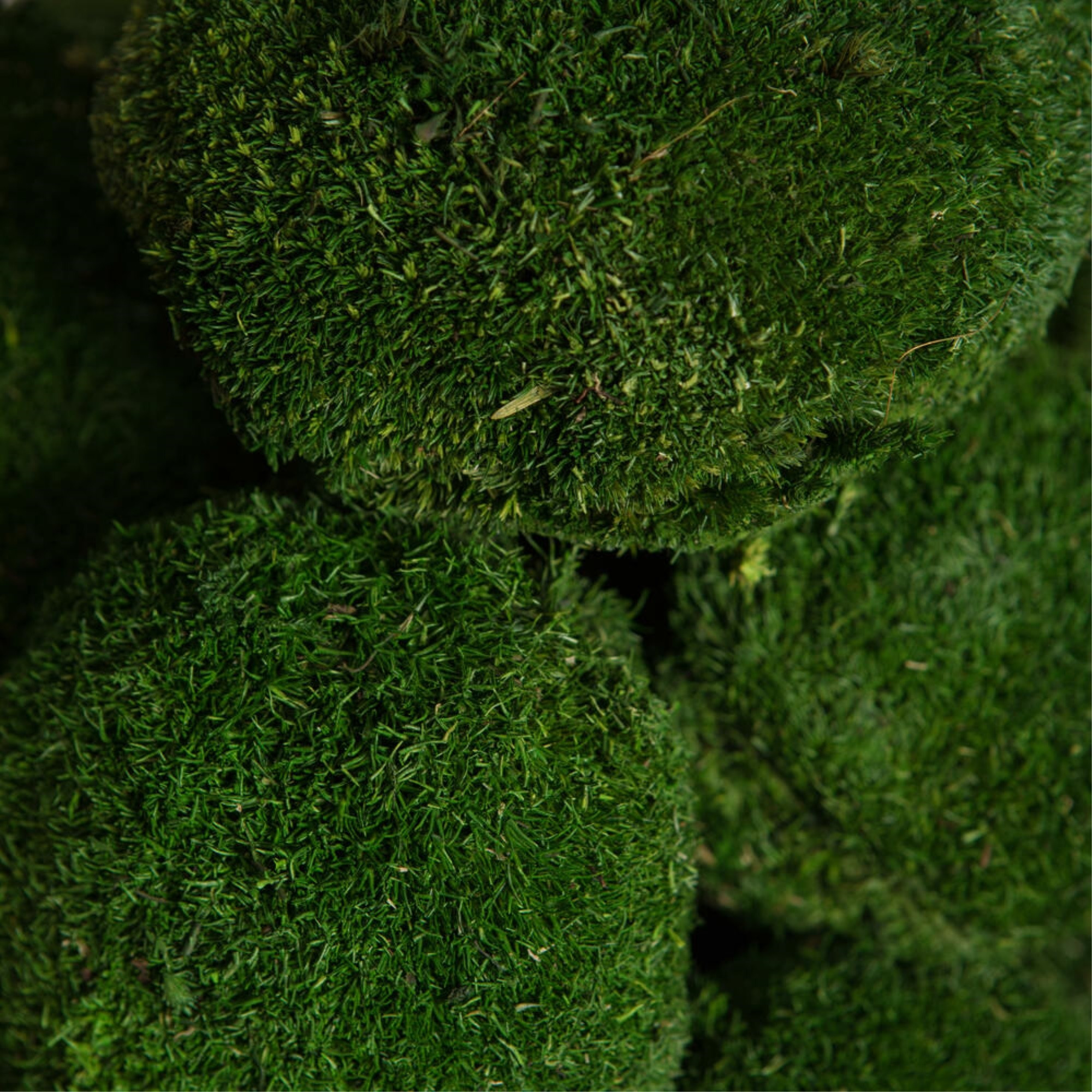1 Lb. Apple Green Pole Moss