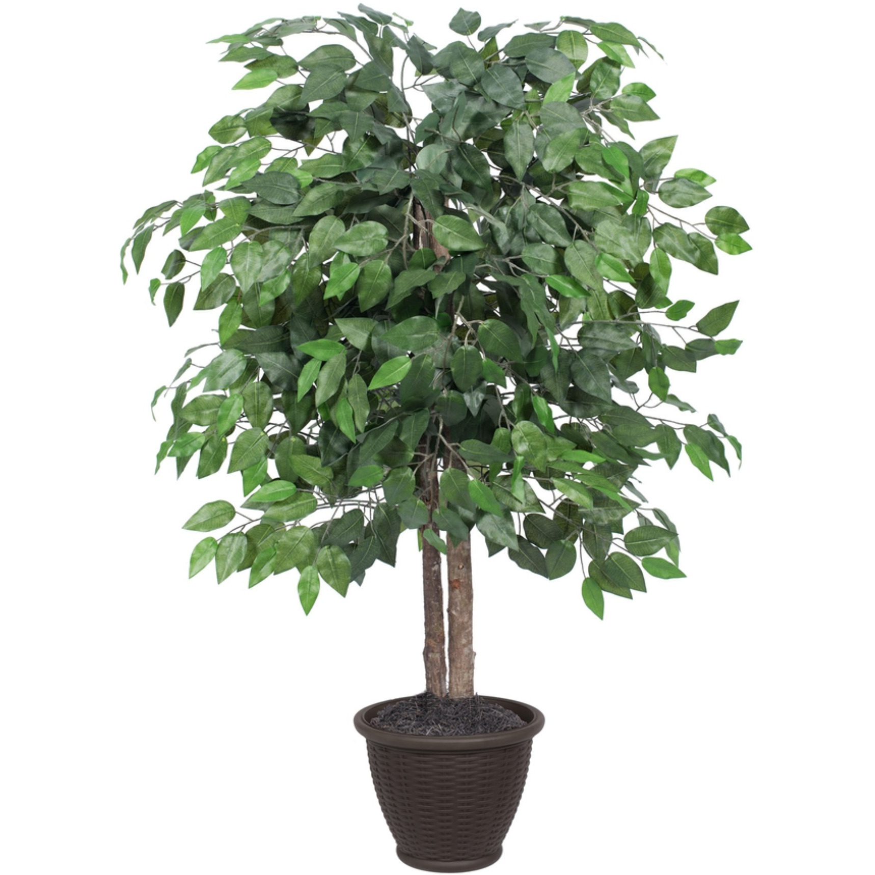 4' Ficus Bush in Brown Plastic Pot