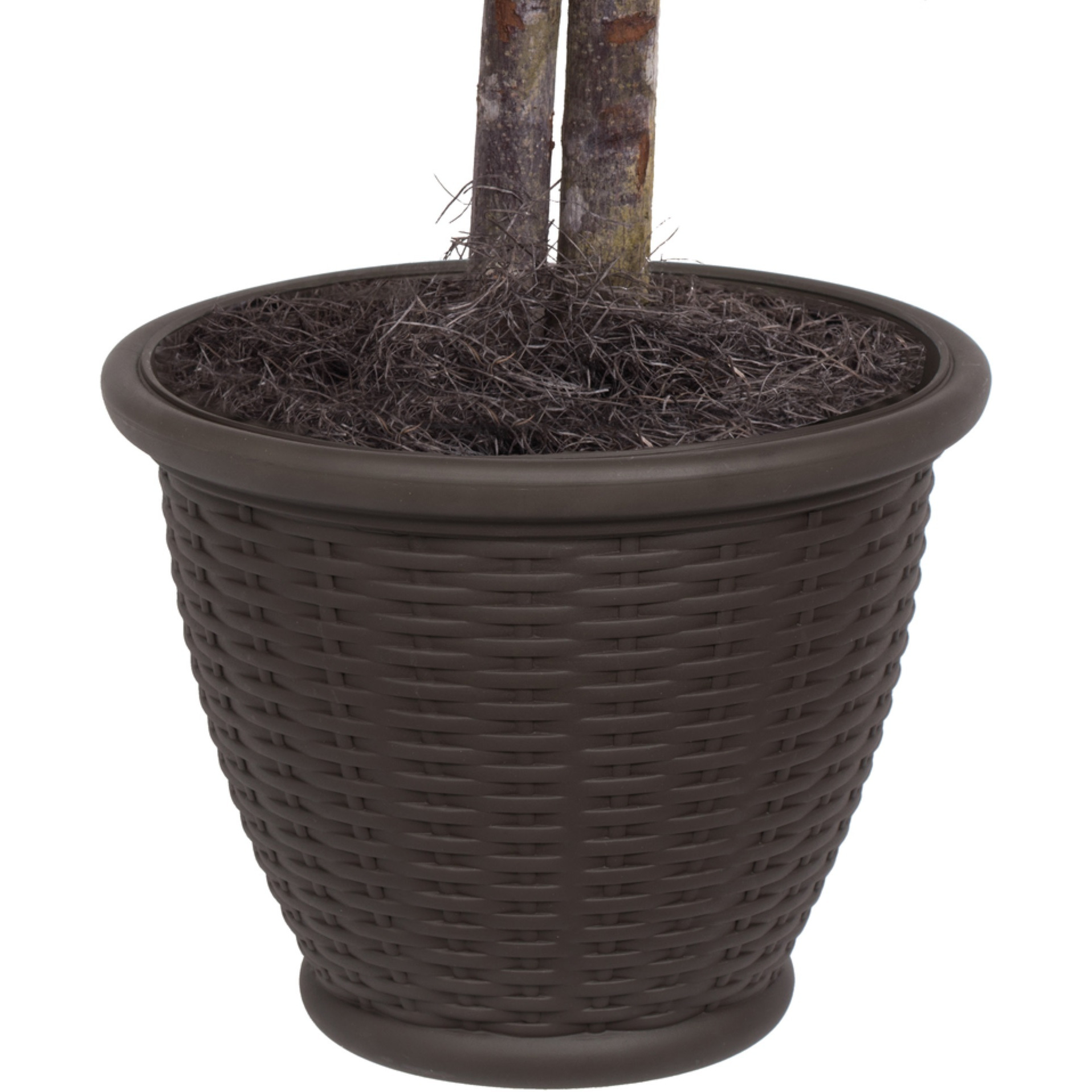 4' Ficus Bush in Brown Plastic Pot