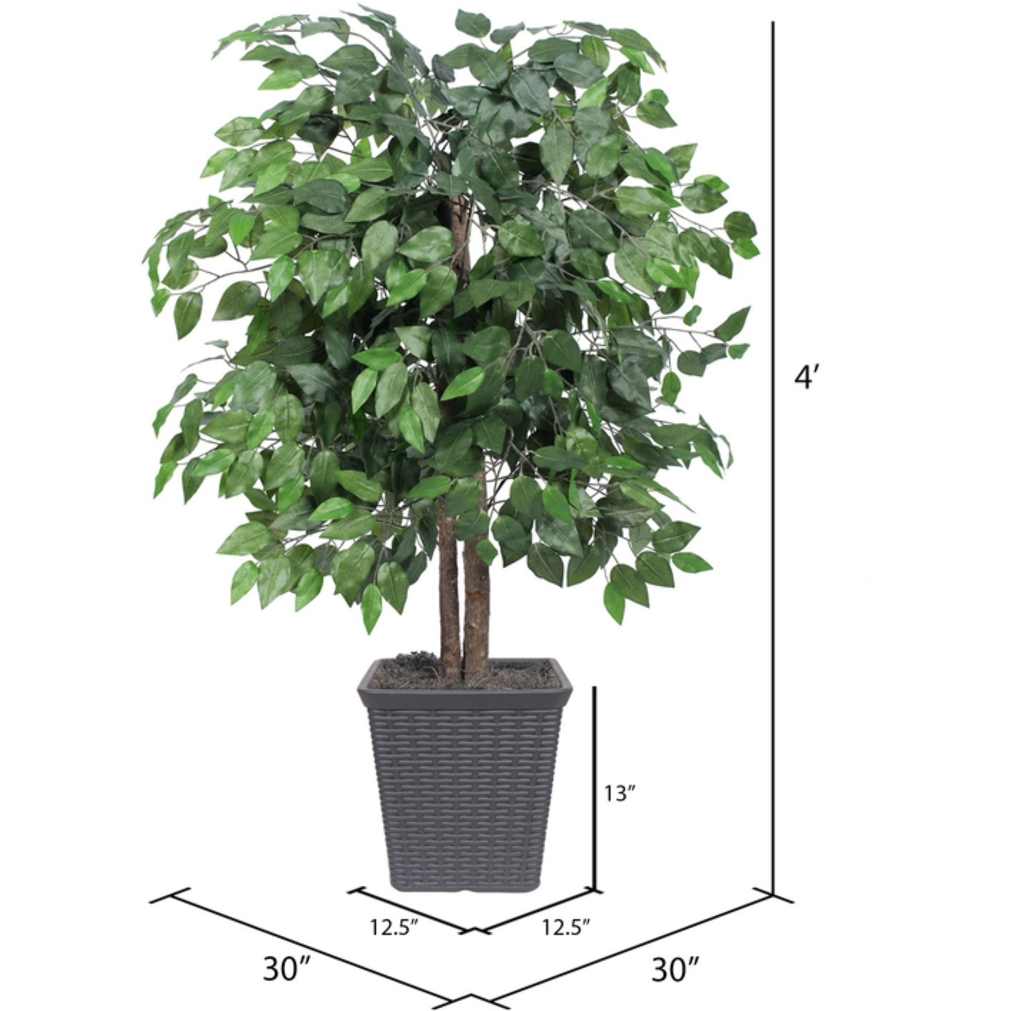4' Ficus Bush in Gray Square Plastic Pot