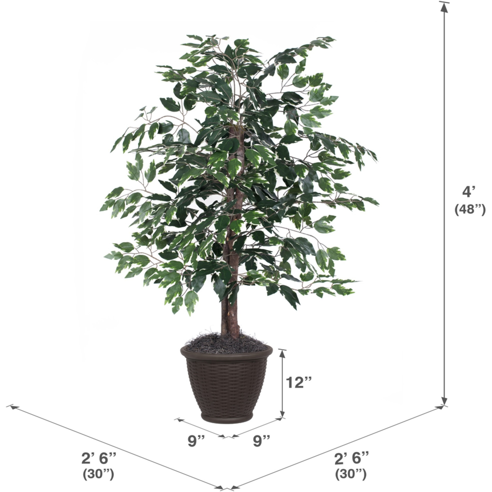 4' Variegated Ficus Bush in Brown Pot