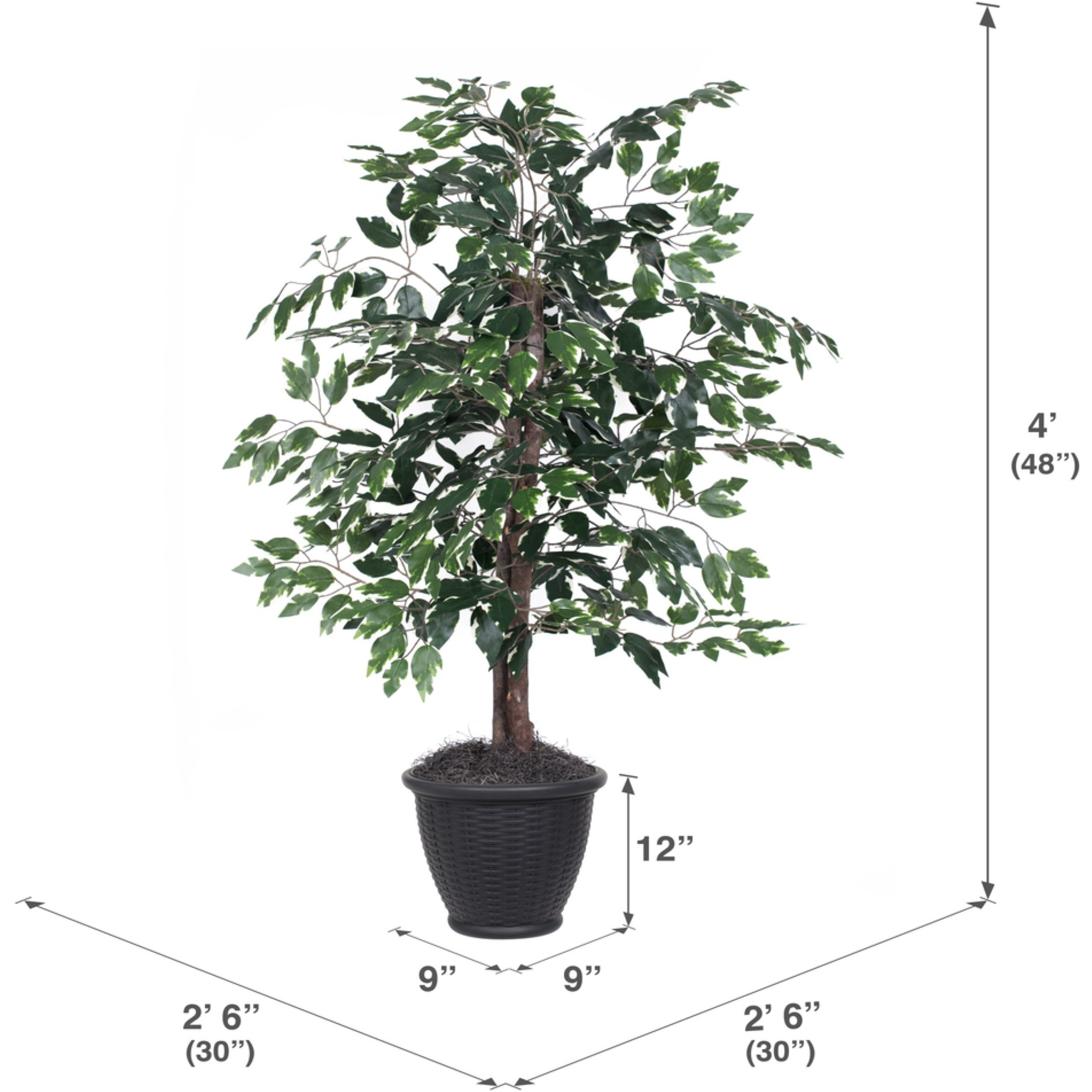 4' Variegated Ficus Bush in Gray Pot