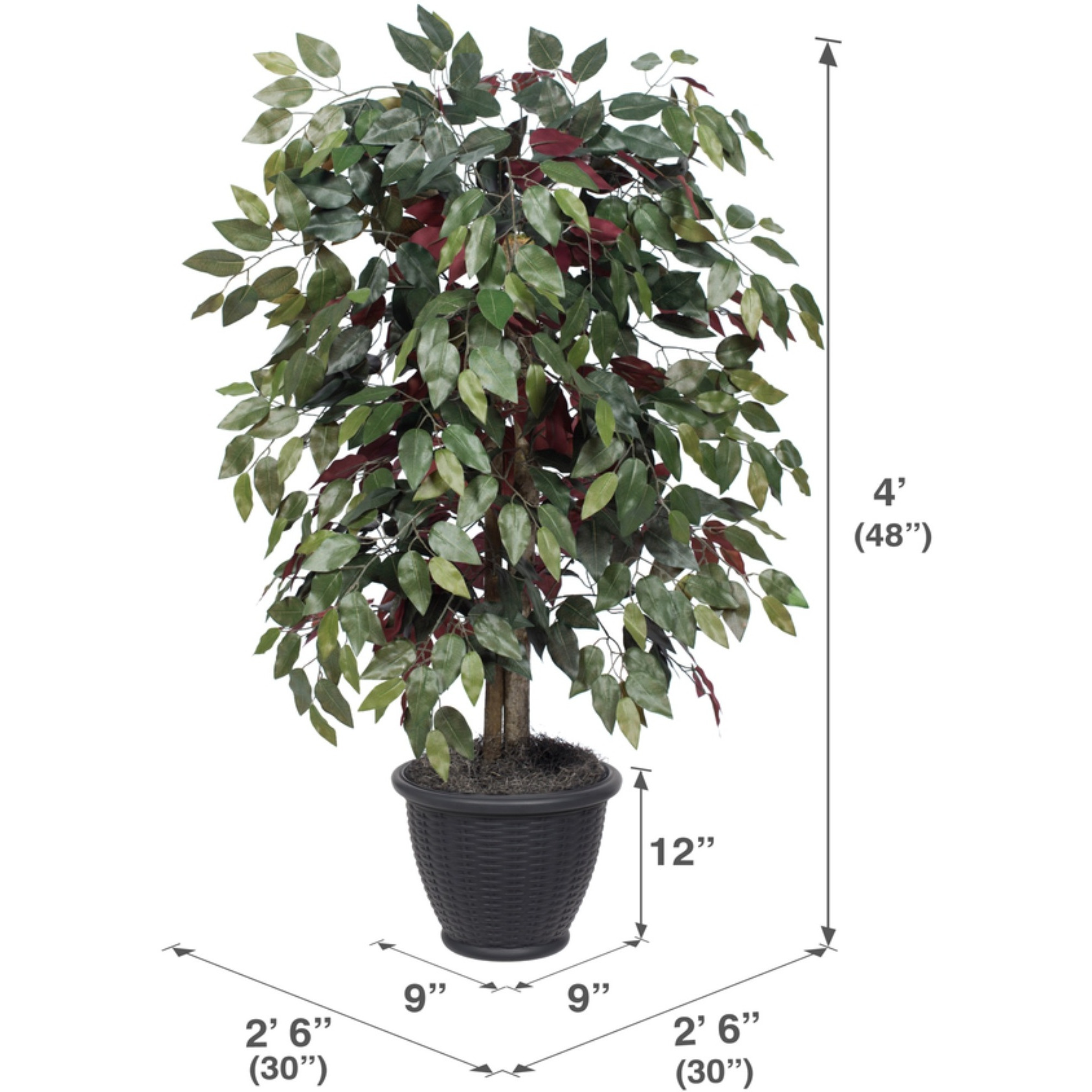 4' Capensia Bush in Gray Plastic Pot