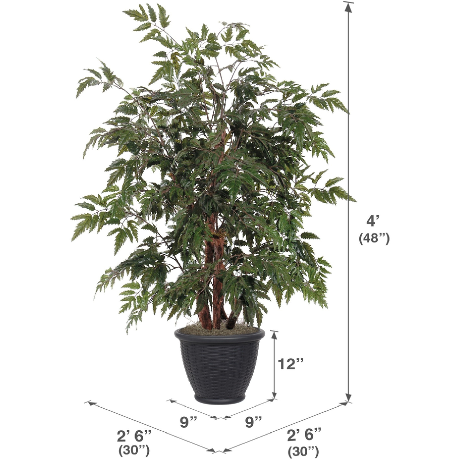 4' Ming Aralia Bush in Gray Plastic Pot