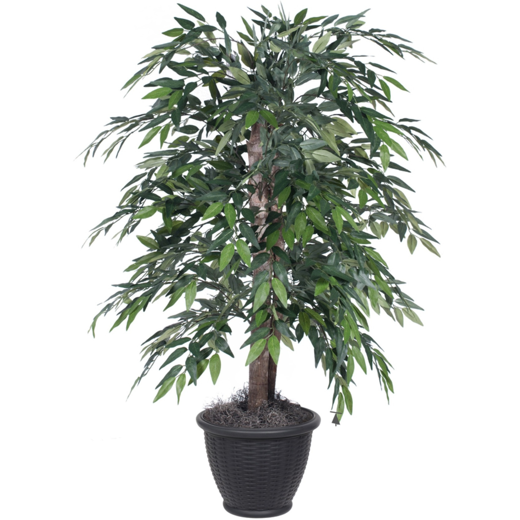 4' Green Smilax Bush in Gray Plastic Pot