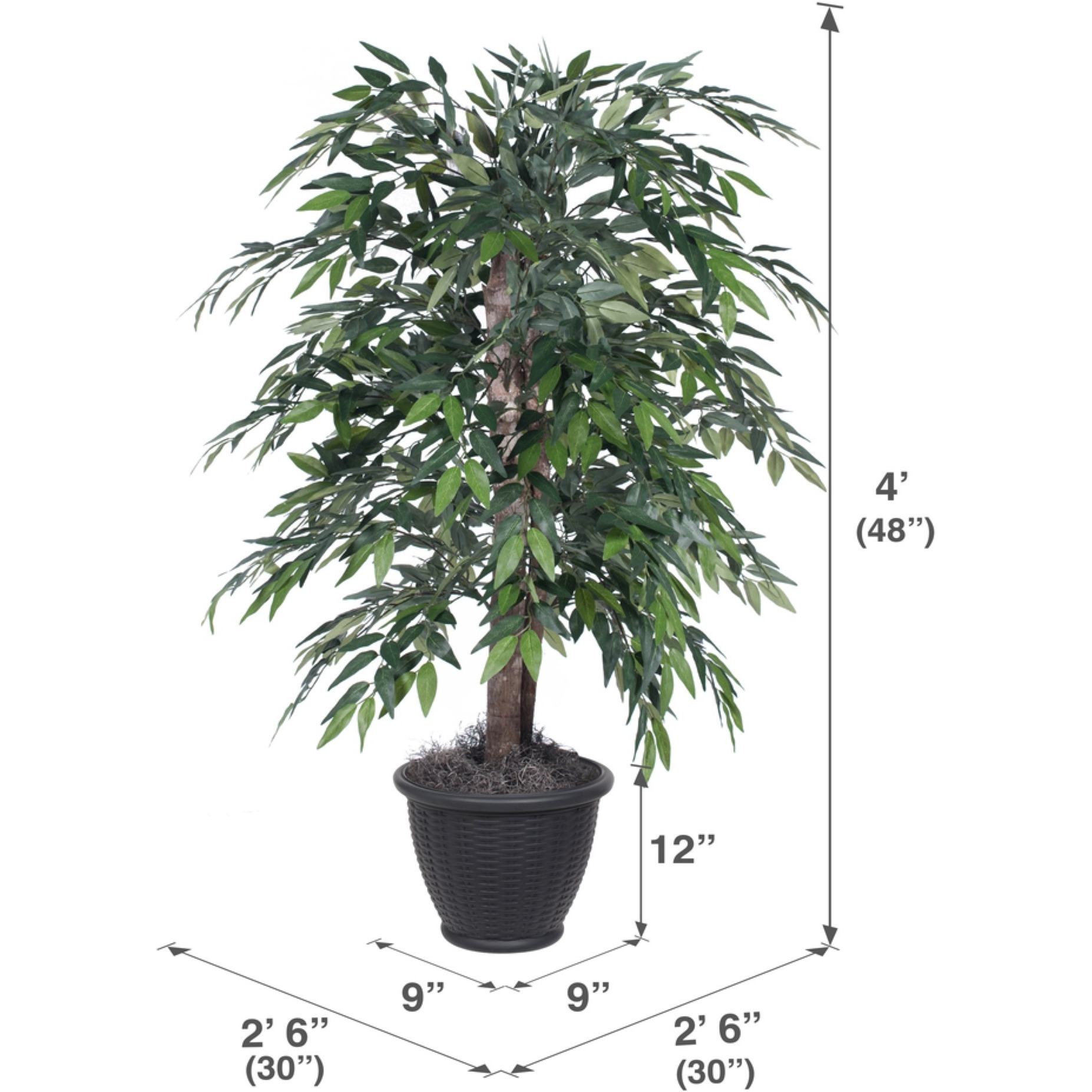 4' Green Smilax Bush in Gray Plastic Pot